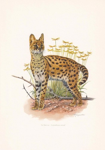 1960 serval print - 1960, vintage