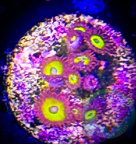 Saf blue eyed zoanthid coral - saf~blue,