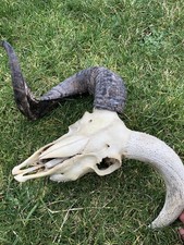 Sheep Ram Skull with X1 Horn