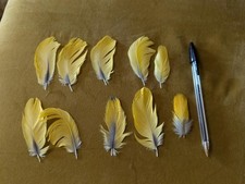 10 Large Yellow Naturally