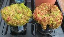 Live Red/Green Sphagnum Moss Organic Natural Home Grown