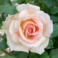 Rose Plant Chandos Beauty in 4