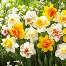 Daffodil Flower Bulbs 10