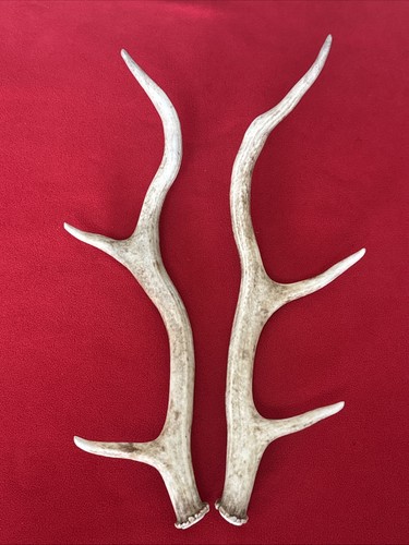 Pair red deer antlers - pair,