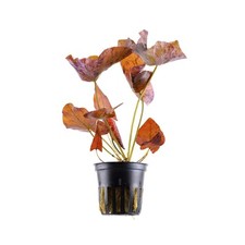 Tiger Lotus (Nymphaea lotus) -