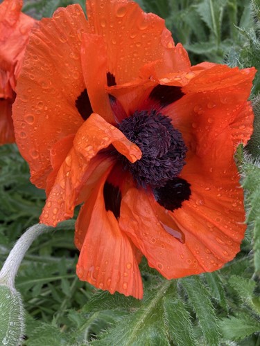 Red ornamental poppy - poppy, budding