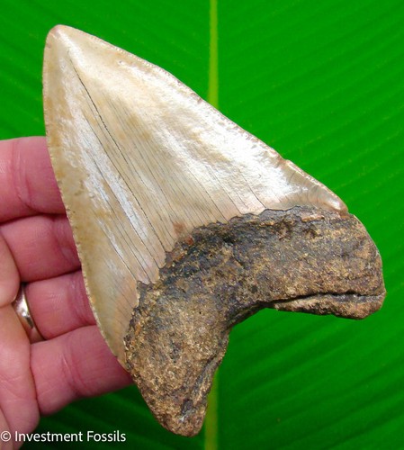 Megalodon shark tooth - megalodon,