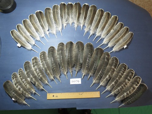 Pcs natural turkey wing - 36,