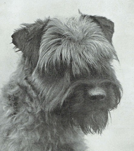 Kerry blue terrier earl - blue, of