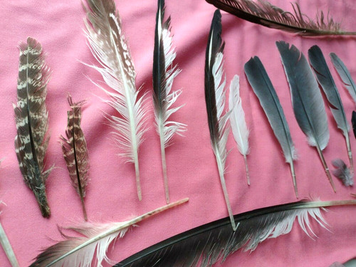 Free fallen real feathers - free,