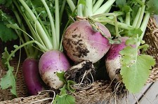 TURNIP  PURPLE TOP WHITE GLOBE