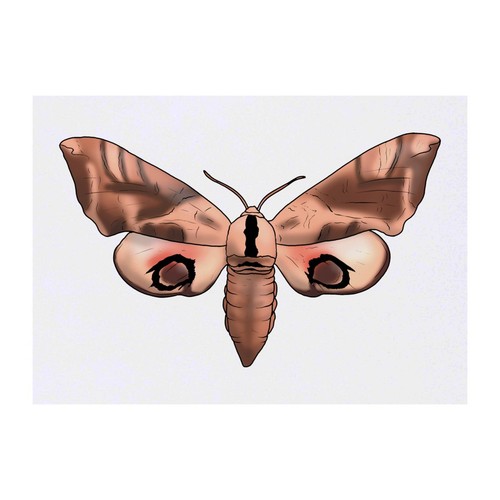 Hawk moth temporary - 'hawk, tattoo
