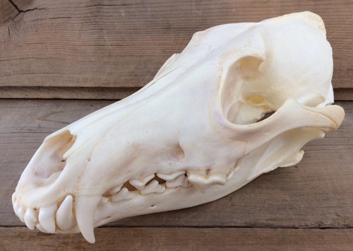 Coyote skull authentic - skull, montana
