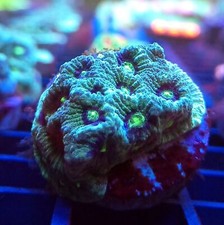 CB Special Metallic Green Eye