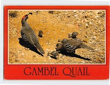 Postcard Gambel Quail