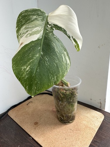 Monstera albo variegated - monstera,
