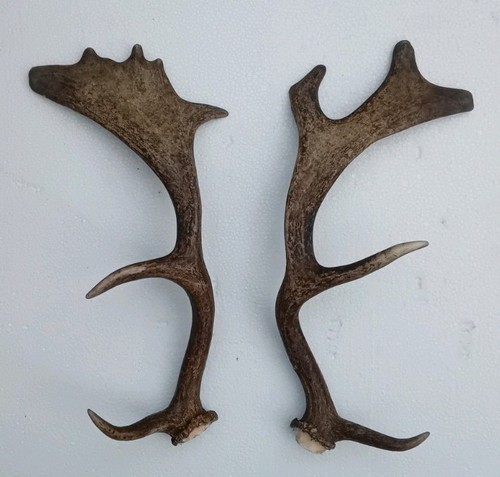 Fallow deer antlers for stick - deer,