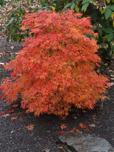 Fairy lights grafted japanese - grafted,
