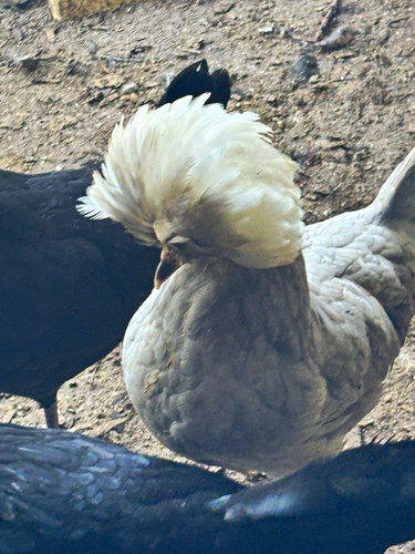 Polish chicken hatching - polish, eggs