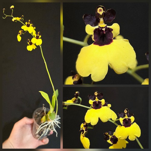 Rare oncidium little panda - rare,