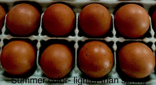 Purebred french black - 6,