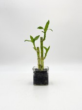 Lucky bamboo plant dracaena - lucky, plant,