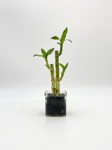 Lucky bamboo plant dracaena - bamboo, plant,