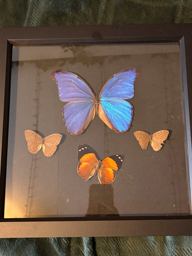 Butterfly moth insect specimen - butterfly/moth,