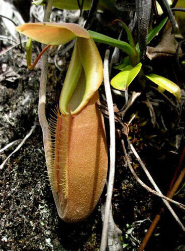Nepenthes bongso carnivorous - bongso,
