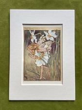 Narcissus flower fairy - ‘narcissus’,