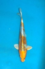 11.5" Kujaku Koi Carp A* High