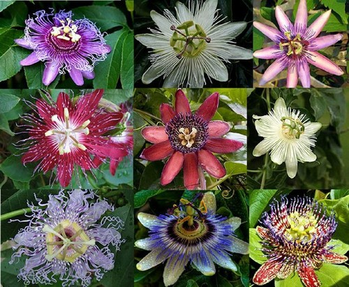 Passiflora ligularis passion - passiflora,