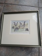 Limited Edition Signed Peter Partington  capercaillie 51/250