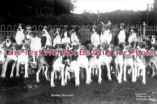 1064 quorn hounds - 1064,