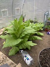 ? Golden Virginia Tobacco Seeds Check Out My Reviews/images.