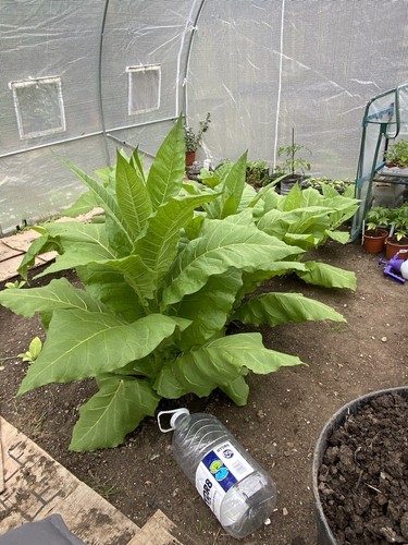 Golden virginia tobacco - 🍃,