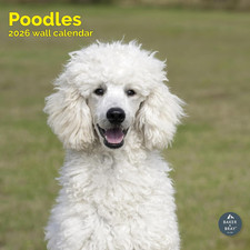 Poodle Calendar 2026, Large
