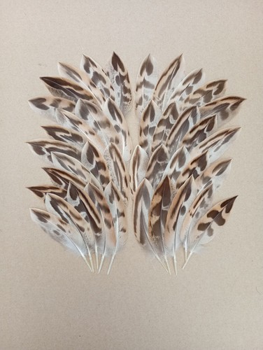 Hen mallard duck tail - hen,