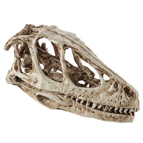Realistic animals skull head - animals,