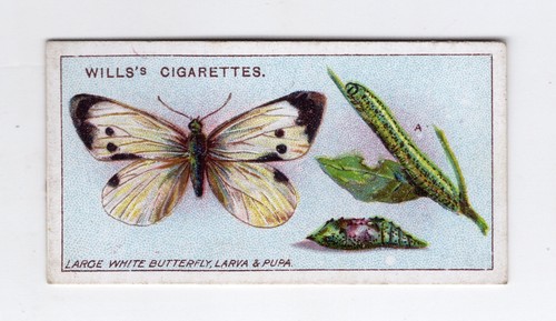 Wills garden life card 1914 - wills,