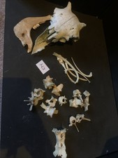 Sheep Skull And Bones Craft Taxidermy Tattoo