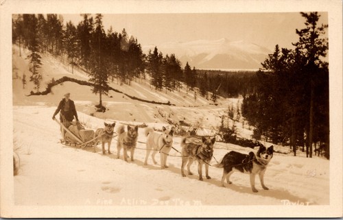 Canadian atlin dog - canadian, sled