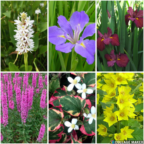 Selection flowering pond - of,