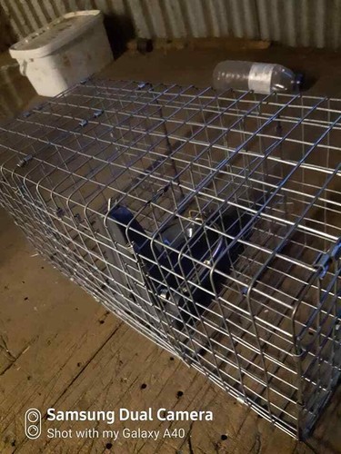 Black cat rat trap - black, safety
