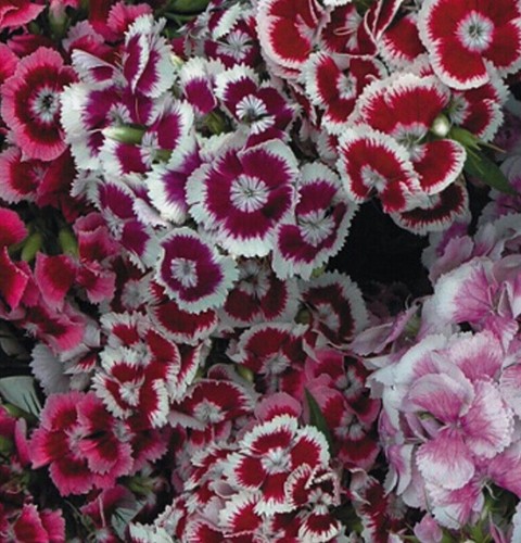 Carnations dianthus barbatus - dianthus,