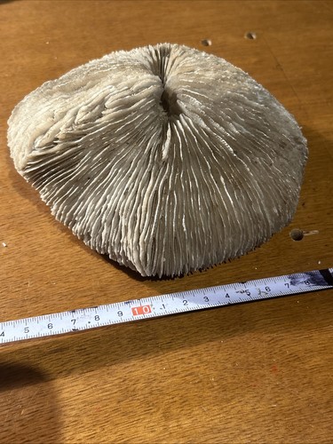 Mushroom brain sea - mushroom,