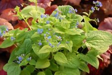 Brunnera macrophylla 'Diane's