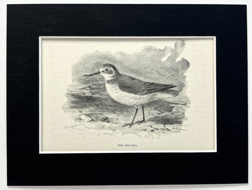 Wrybill mounted antique print - mounted,
