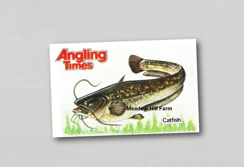 Fridge magnet wels catfish - magnet,