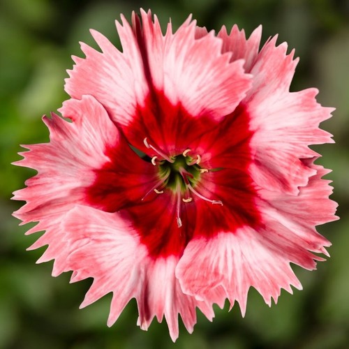 Dianthus strawberry crush - dianthus,